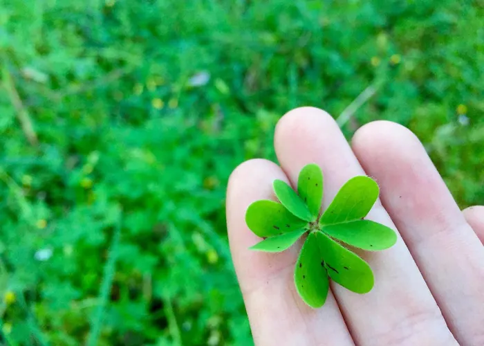 Apartment Dans Calme Porto-Vecchio (Corsica)